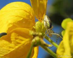 Peucetia rubrolineata