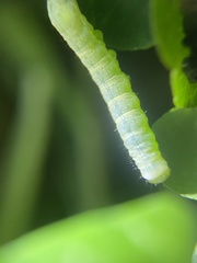 Orthosia gothica