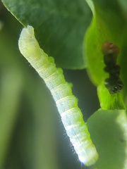 Orthosia gothica