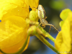 Peucetia rubrolineata