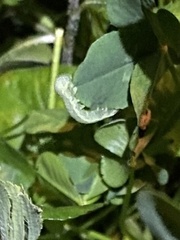 Orthosia gothica