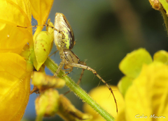 Peucetia rubrolineata