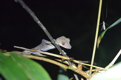 Uroplatus phantasticus