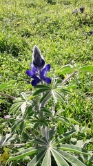 Lupinus pilosus