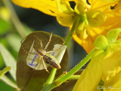 Peucetia rubrolineata