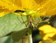 Peucetia rubrolineata