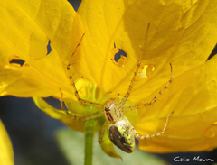 Peucetia rubrolineata