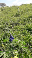 Lupinus pilosus