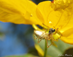 Peucetia rubrolineata
