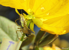 Peucetia rubrolineata