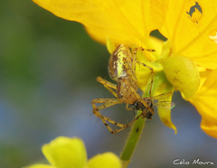 Peucetia rubrolineata