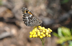 Hipparchia aristaeus