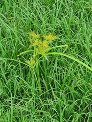 Cyperus odoratus image