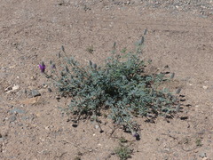 Dalea ornata