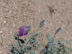 Dalea ornata