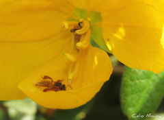 Tetragonisca angustula