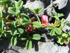 Indigofera trifoliata