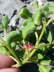 Indigofera trifoliata