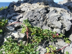 Indigofera trifoliata