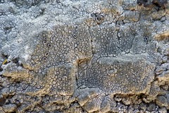 Aspicilia hoffmanniana