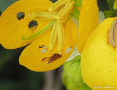 Tetragonisca angustula