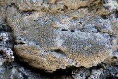 Aspicilia hoffmanniana