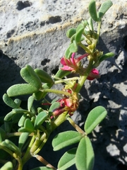 Indigofera trifoliata