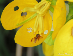 Tetragonisca angustula