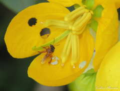 Tetragonisca angustula