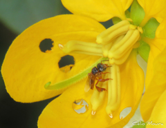 Tetragonisca angustula