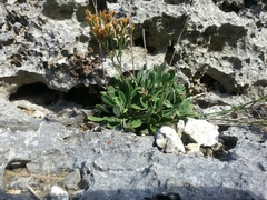 Limonium wrightii wrightii