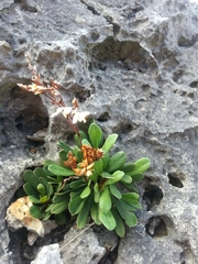 Limonium wrightii wrightii