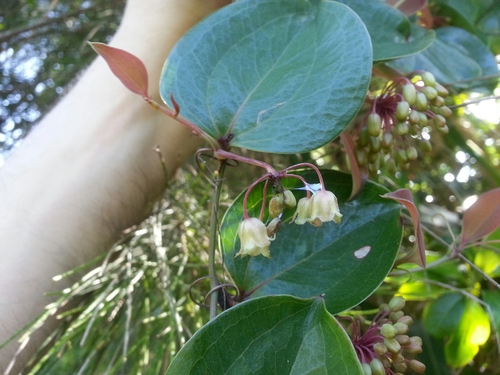 Smilax sebeana iNat (1)