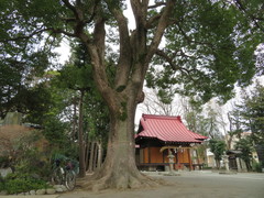 Cinnamomum camphora