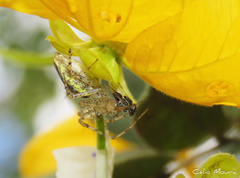 Peucetia rubrolineata