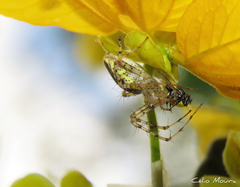 Peucetia rubrolineata