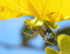 Peucetia rubrolineata