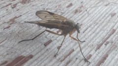 Rhagio scolopaceus