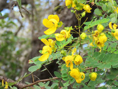 Senna trachypus