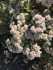 Eriogonum giganteum
