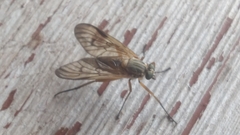 Rhagio scolopaceus