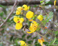 Senna trachypus