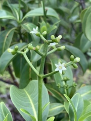 Psychotria mariniana