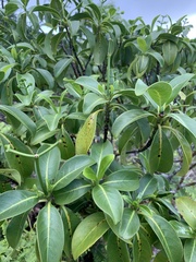 Psychotria mariniana