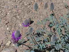 Dalea ornata