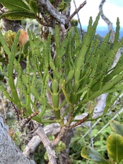 Korthalsella complanata