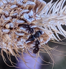Aciura coryli