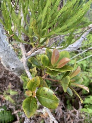 Korthalsella complanata