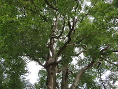 Cinnamomum camphora
