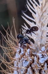 Aciura coryli